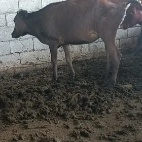 BAKAMANA GOWY TÜWELER