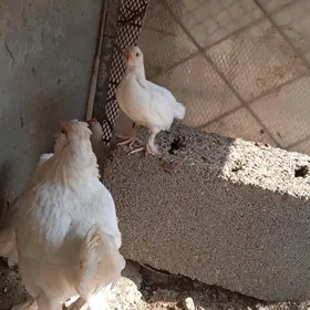 Karlık juyje