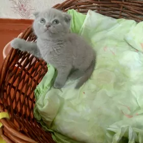 Шотландские котята