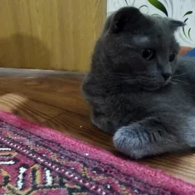 Кошки
