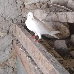 kepderi