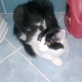 Кошка