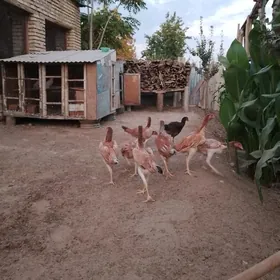 baysow towuk