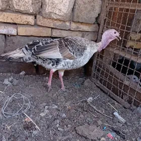 semiz induklar