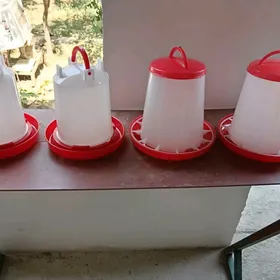 Iym suw berilyan Towuk juyje