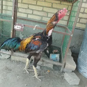 baysow horaz