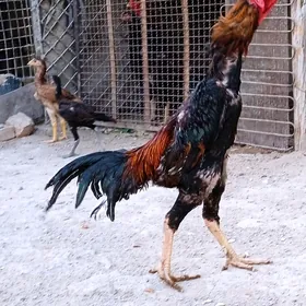 Özbek horaz