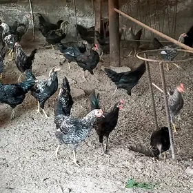 mesny horazlar