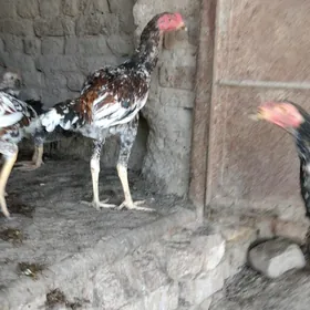 horaz