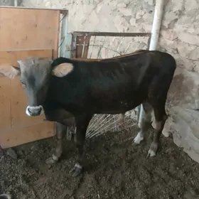 Öküzçe