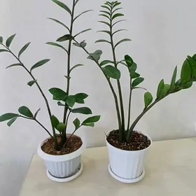 Замиакулькас