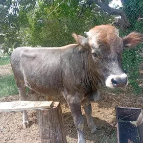 Öküz