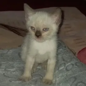Котята