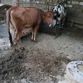 tuweler