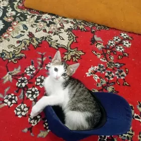 Отдам котёнка в хорошие руки
