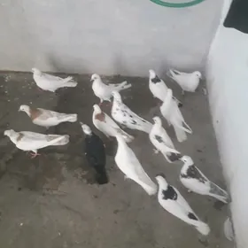 kepderi