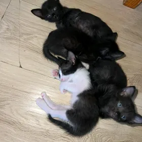 котята в добрые руки. Pisijekl