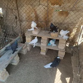 kepderi