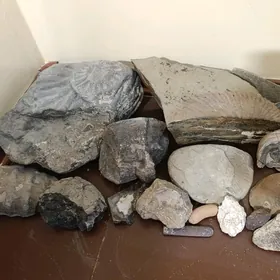 горные камни, амониты