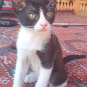 котята котята