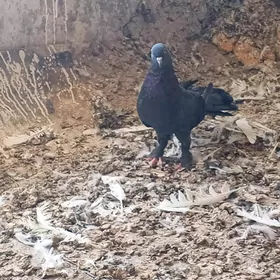 kepderi