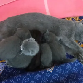 Котята