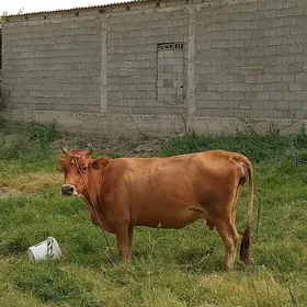 bogaz sygyr
