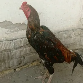 Horaz