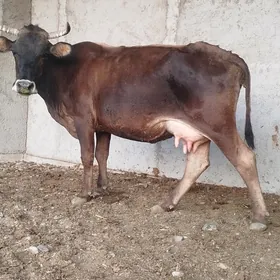 GOLELİ SYGYR