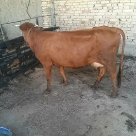 sygyr bogaz