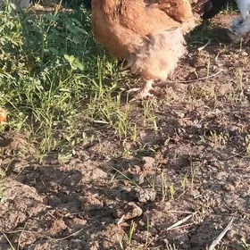 Brama