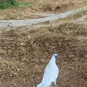 kepderi