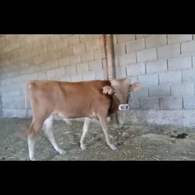 ökuzce