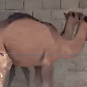 Ogşuk
