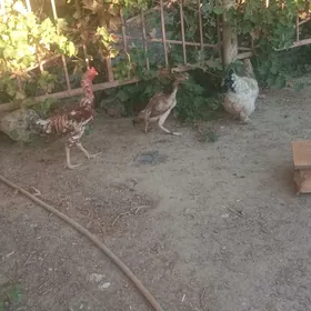 taşkent horaz hem mäki