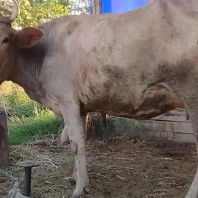 3 nji garnyna bogaz  sygyr