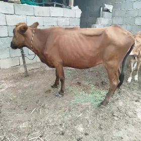 gysyr sygyr