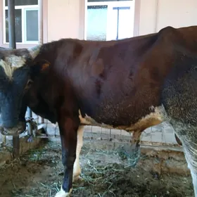 öküzler ve unajynlar