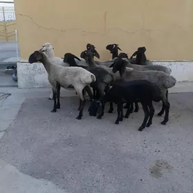 Tokli