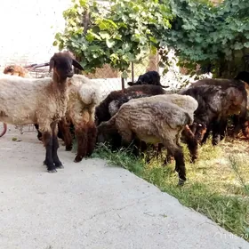 Gurat Toklylar