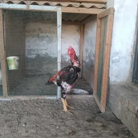 horaz paroda