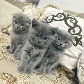 Шотландский вислоухие котята
