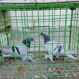 Agaran