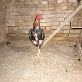 horaz Özbek kenek