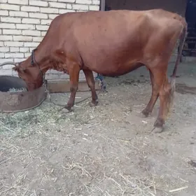 Bogaz sygyr