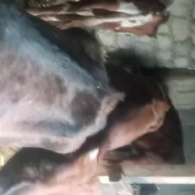öküzçe tüwe öküz göle