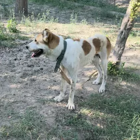  GOÑURJA  