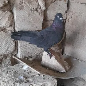 kepderi