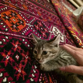 кот
