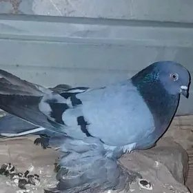 Kepderi